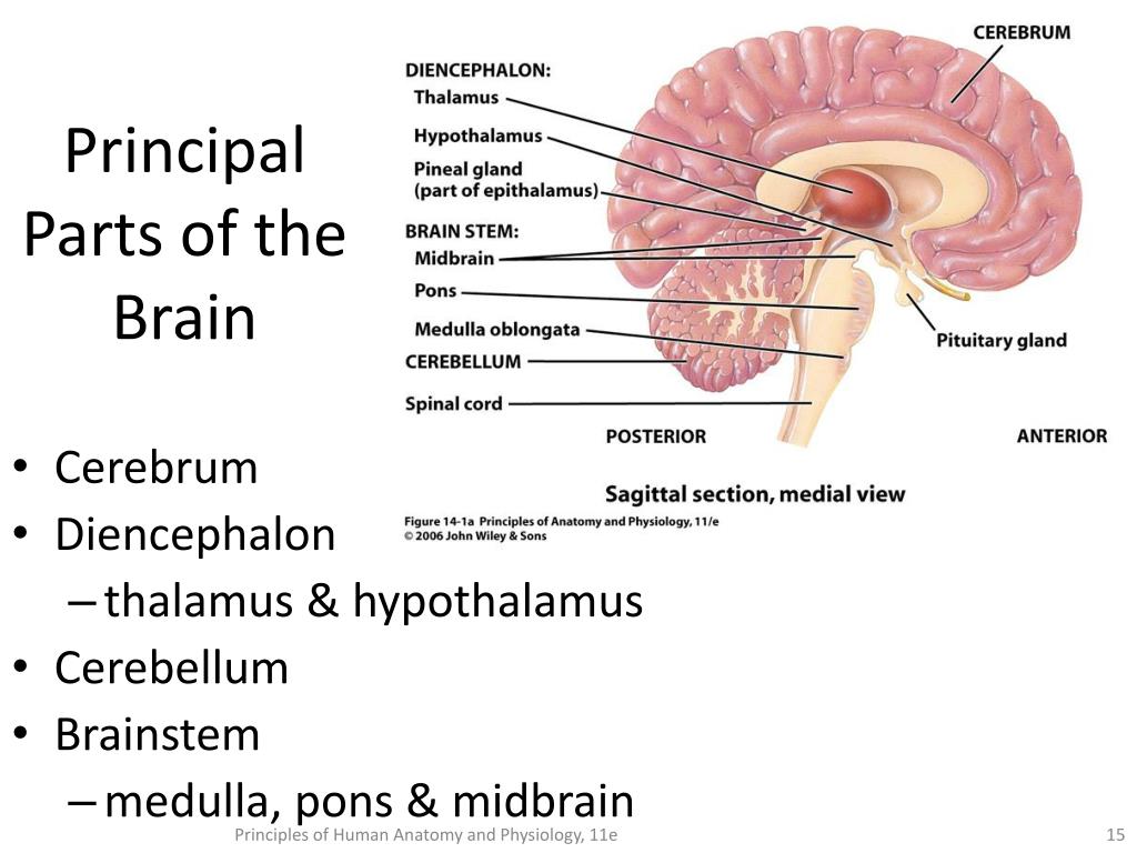 Brain 254. Диэнцефалон. Церебеллум • Церебрум. Гипокамп эпиталамус. Midbrain Anatomy.