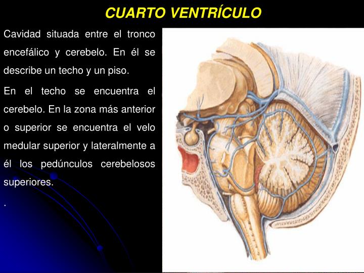 cuarto ventriculo ppt meninges liquido cefalorraqu 205 deo powerpoint cuarto ventriculo ppt meninges liquido cefalorraqu 205 deo powerpoint