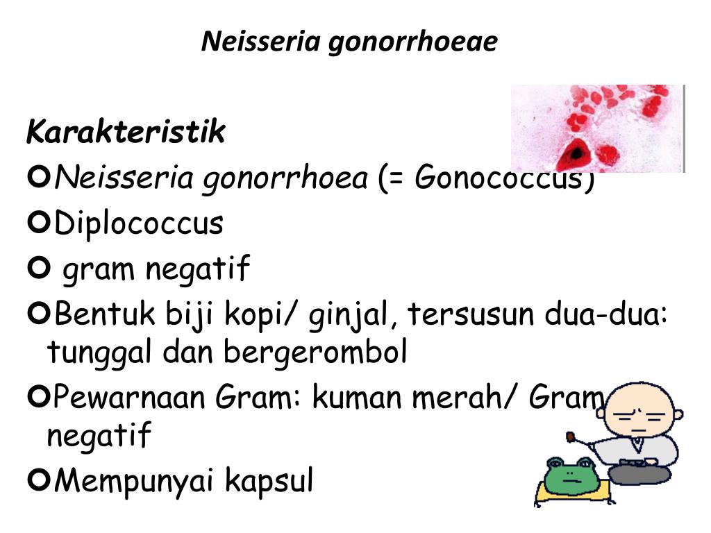 PPT Neisseria gonorrhoeae Karakteristik Neisseria