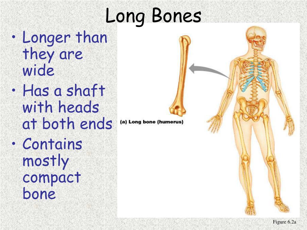 PPT - Chapter 6 Bones and Skeletal Tissues PowerPoint Presentation ...