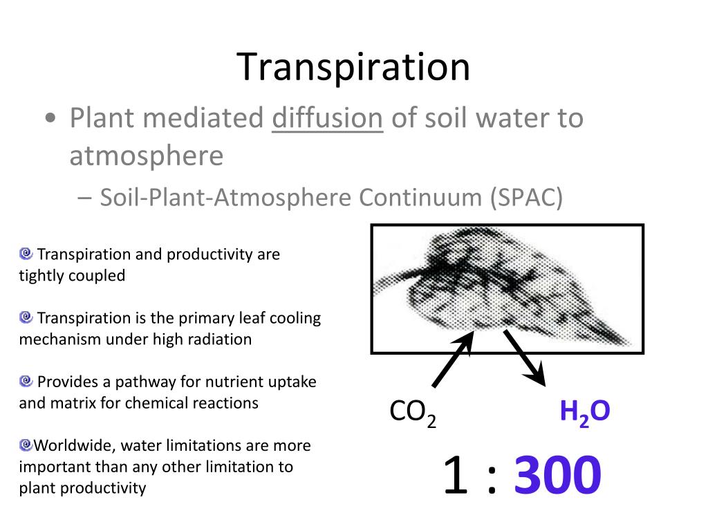 PPT - Water Budget II: Evapotranspiration PowerPoint Presentation, free ...