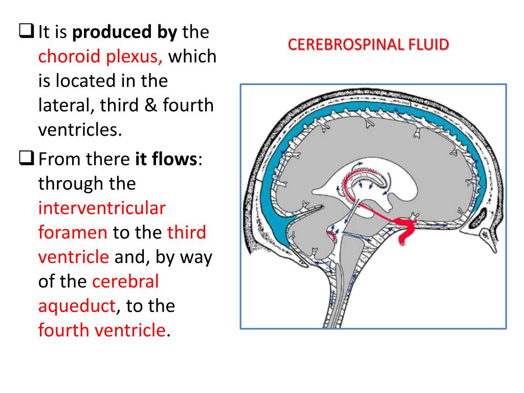 cerebrospinal fluid leak prognosis cerebrospinal fluid leak prognosis