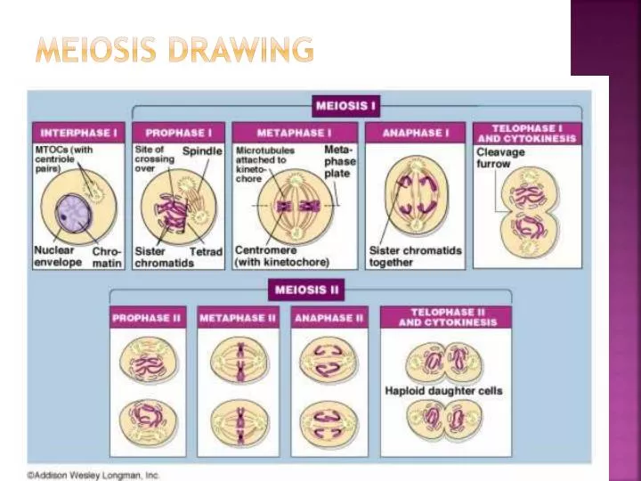 PPT - Meiosis drawing PowerPoint Presentation, free download - ID:2031669