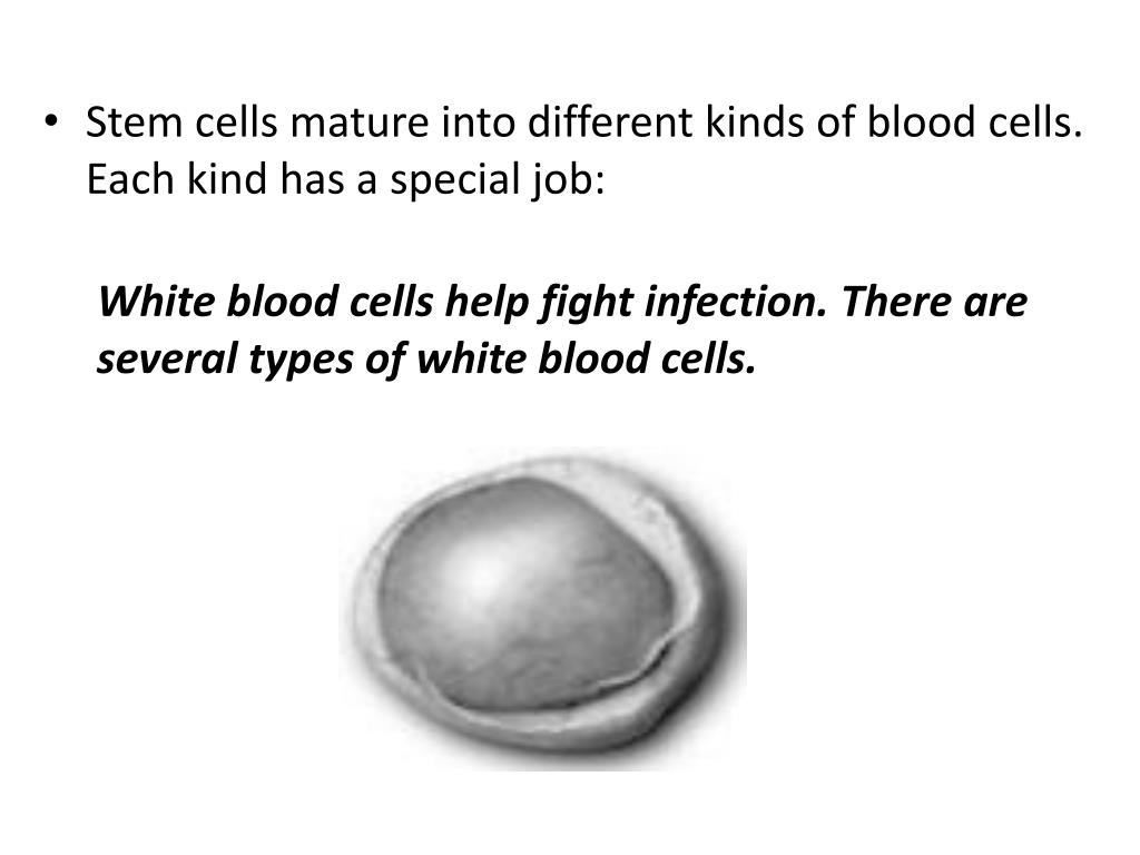 Ppt Leukemia Powerpoint Presentation Free Download Id 2031670