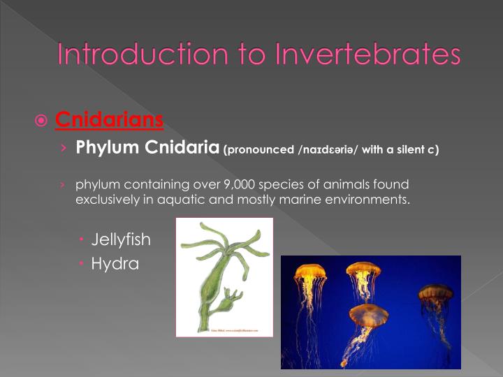 PPT - Introduction to Invertebrates PowerPoint Presentation - ID:2032422