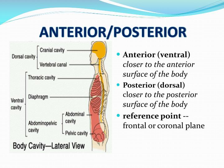 Anterior And Posterior Diagram