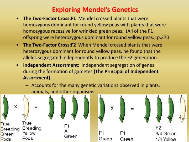introduction to mendelian genetics Video presentation: introduction to mendelian genetics mendel used experimental approaches to characterize a particulate model of inheritance in doing so, he developed the three laws of inheritance. introduction to mendelian genetics Video presentation: introduction to mendelian genetics mendel used experimental approaches to characterize a particulate model of inheritance in doing so, he developed the three laws of inheritance.