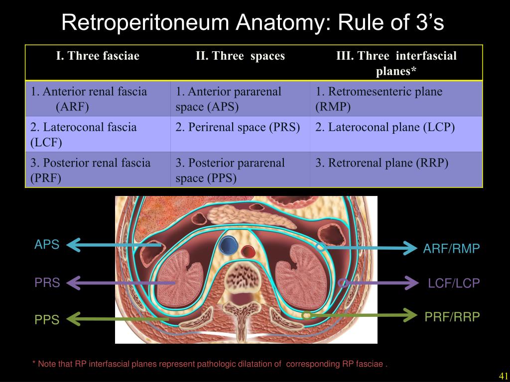 Retroperitoneal Space Anatomy