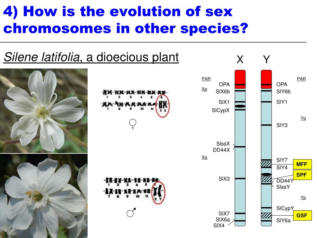 Ppt The Evolution Of Sex Chromosomes From Humans To Non
