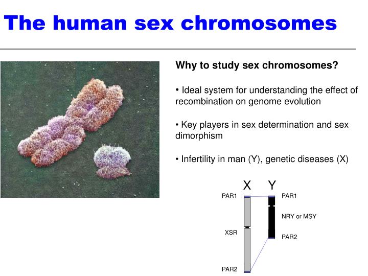 Ppt The Evolution Of Sex Chromosomes From Humans To Non Model Organisms Powerpoint