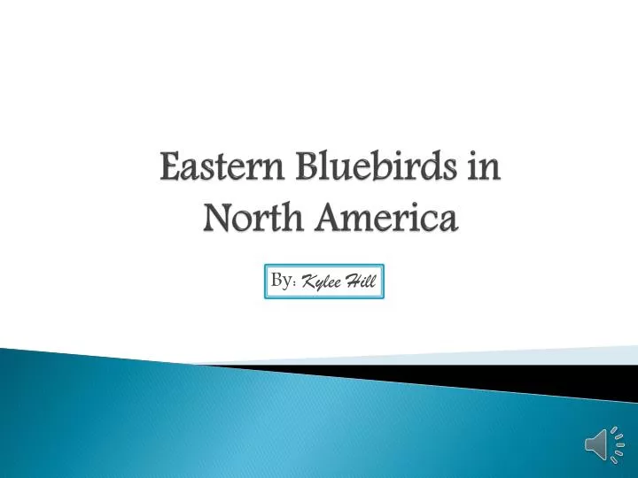 eastern bluebirds in north america n.