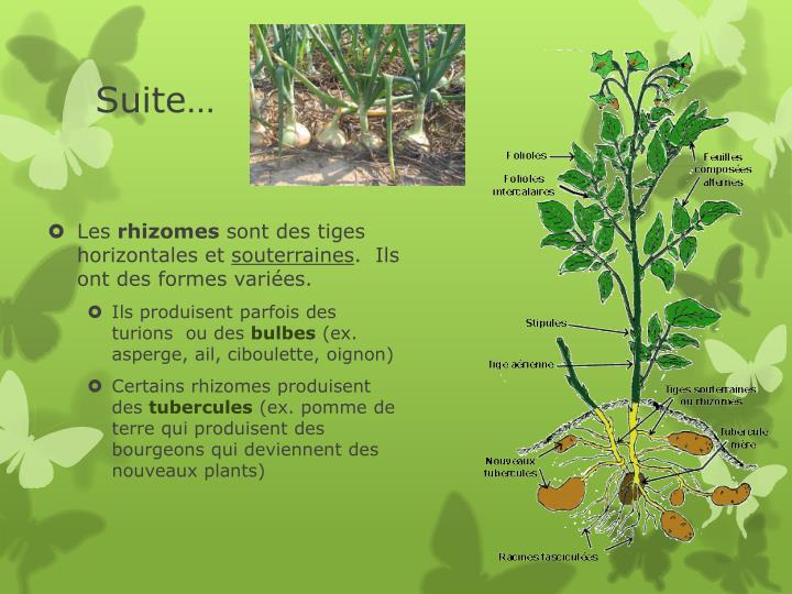 PPT - Anatomie et fonctions II La tige PowerPoint Presentation - ID:2033924