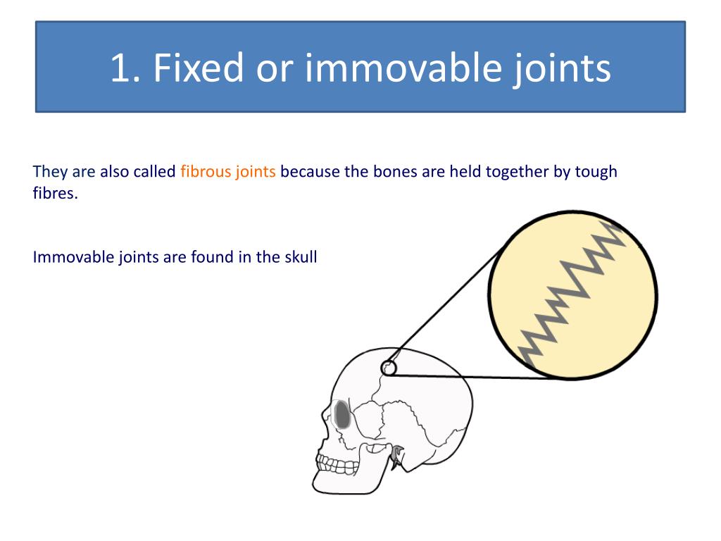PPT Joints And Their Classifications PowerPoint Presentation Free ppt-joints-and-their-classifications-powerpoint-presentation-free