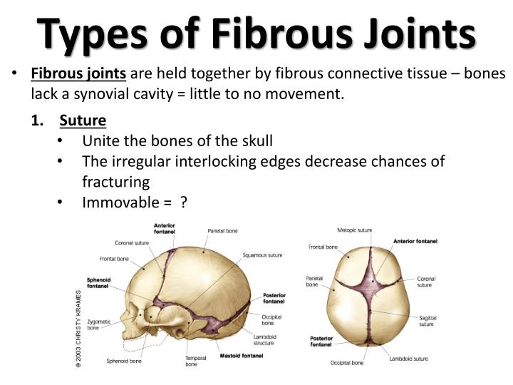 only movable bone in the skull only movable bone in the skull