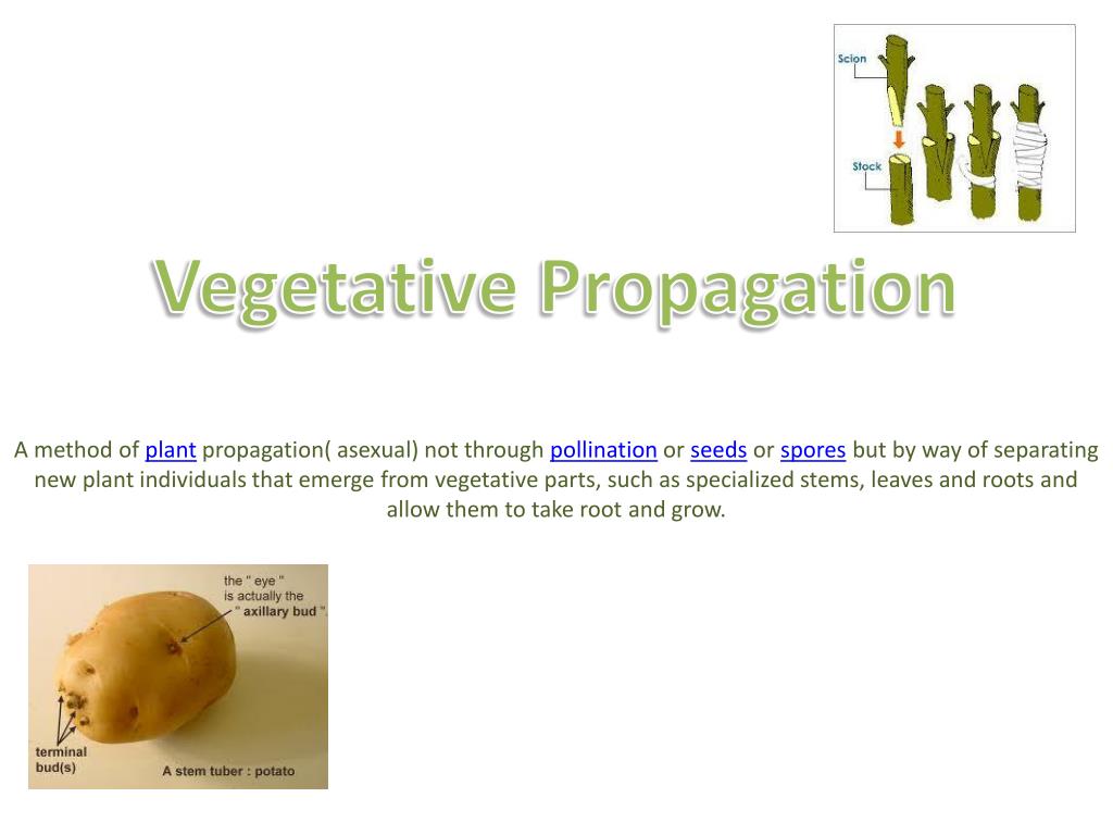 PPT Vegetative Propagation PowerPoint Presentation Free Download ppt-vegetative-propagation-powerpoint-presentation-free-download