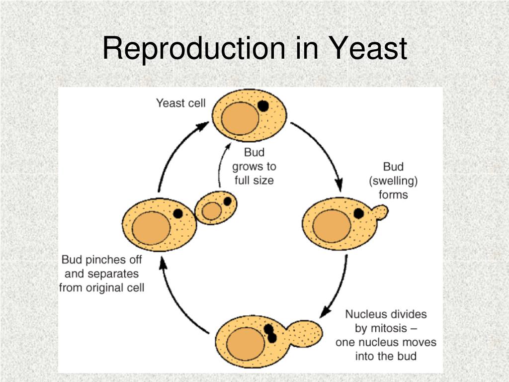 Размножение клетки жизненный цикл. Yeast reproduction. Жизненный цикл дрожжей Saccharomyces cerevisiae. Жизненный цикл Saccharomyces cerevisiae. What is yeast.