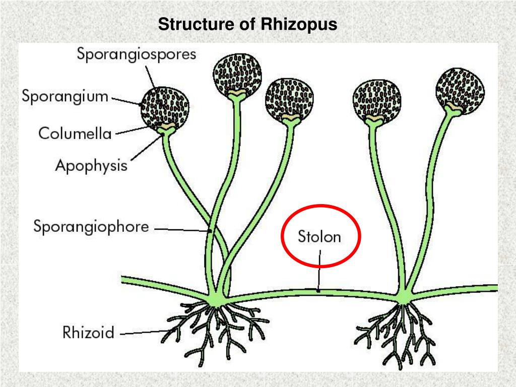 PPT Fungi PowerPoint Presentation Free Download ID 2034308