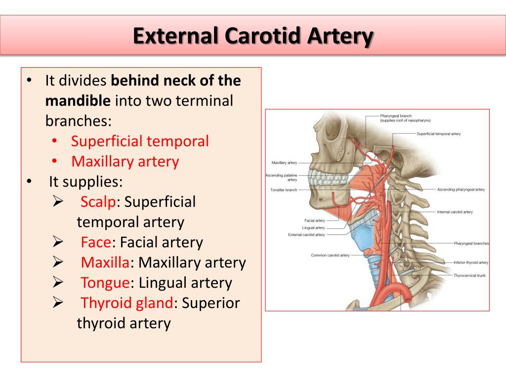 external carotid artery branches ppt