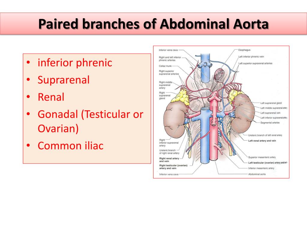 paired branches of abdominal aorta