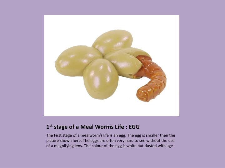 PPT Life cycle of a Mealworm PowerPoint Presentation ID2034453