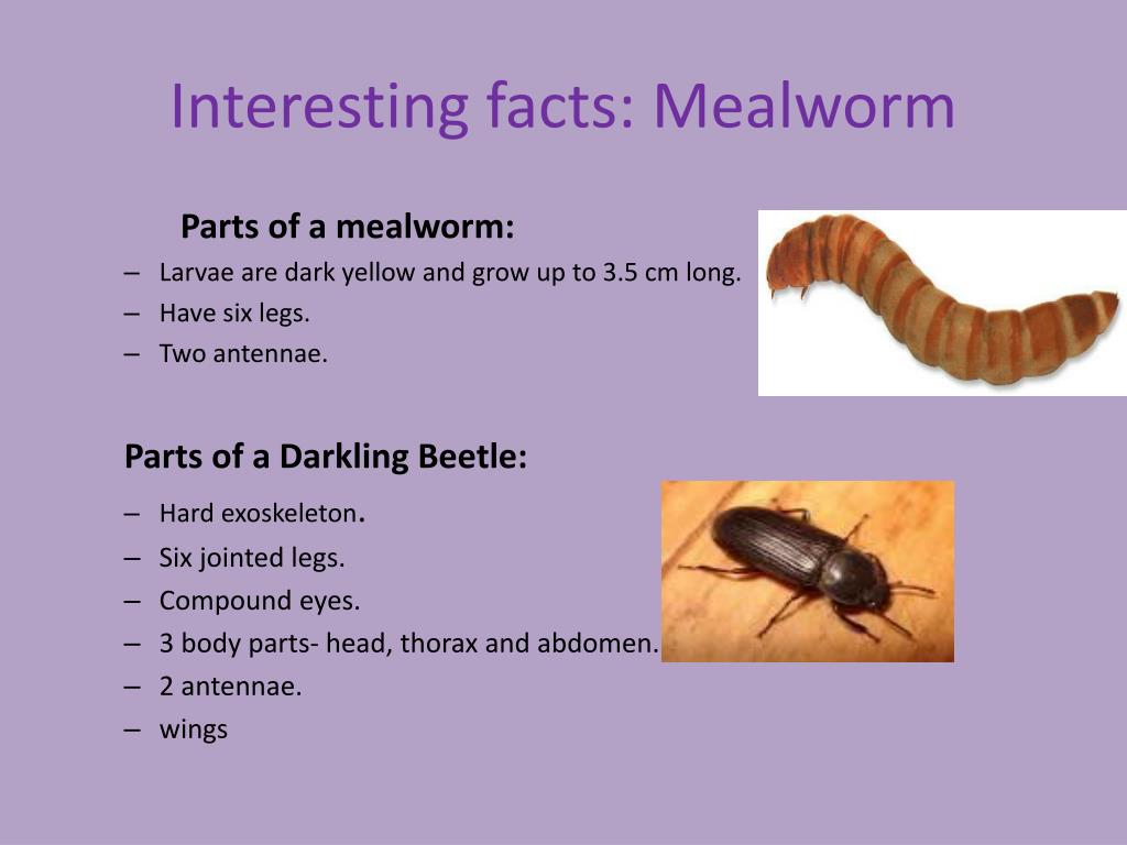 download mealworms download mealworms