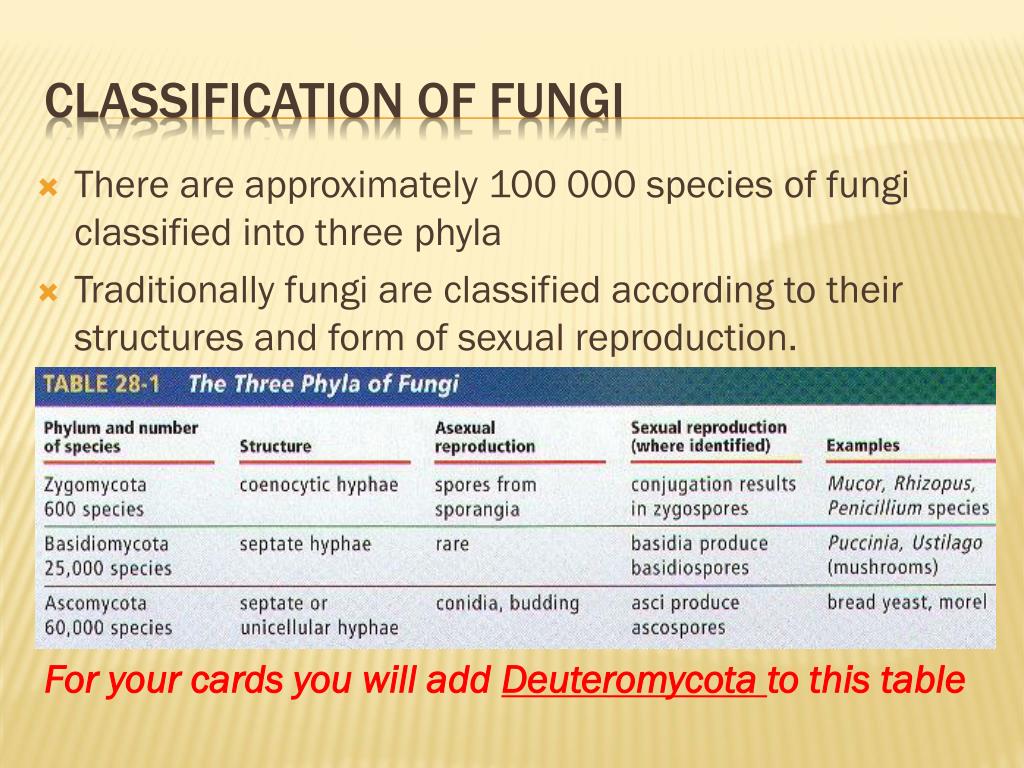 Fungi Kingdom Classification Chart