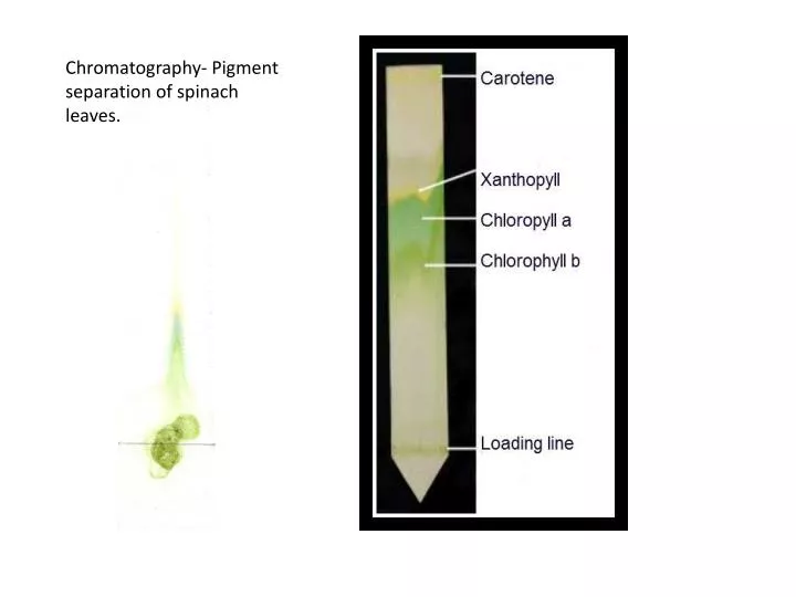 chlorophyll chromatography solvent polarity of plant pigments