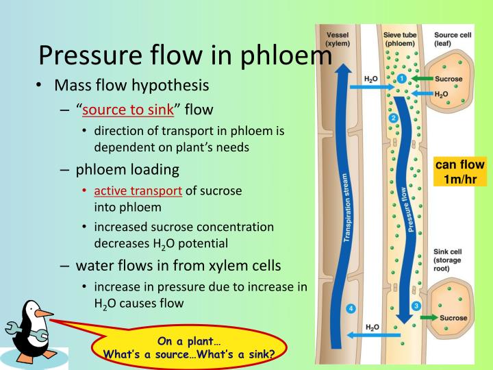 hypothesis of pressure flow