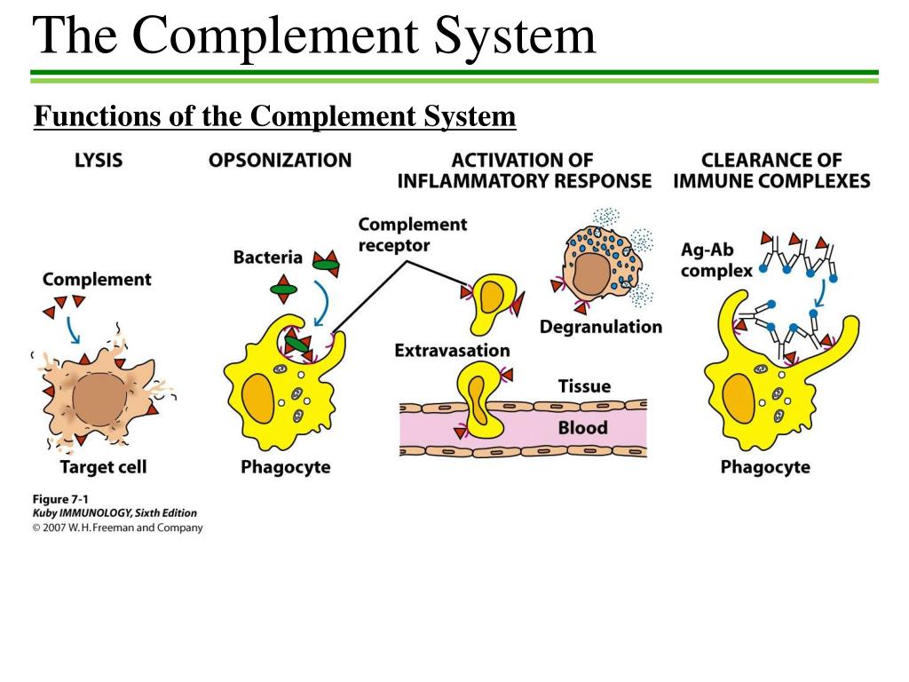 PPT - Review: Cells of the Immune System PowerPoint Presentation, free ...