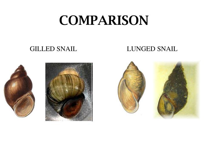 PPT Macroinvertebrate Mayhem! PowerPoint Presentation ID2034815