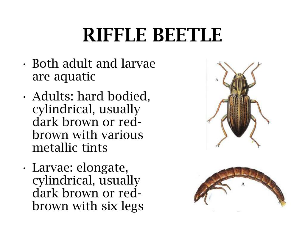 riffle beetle larvae