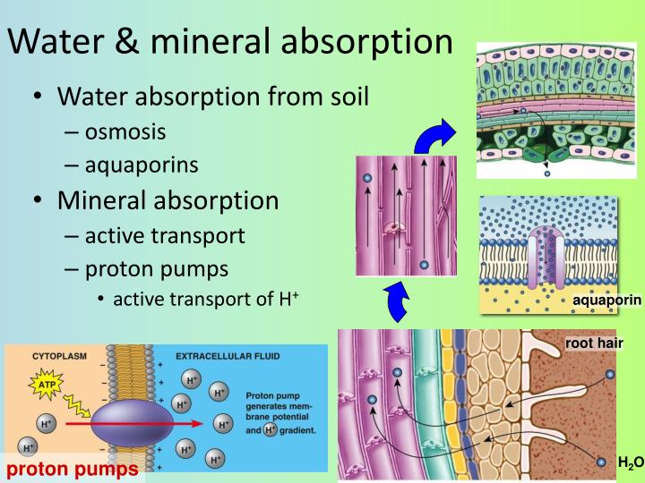 😀 Active absorption in plants. Brief Notes on the Passive Absorption of ...