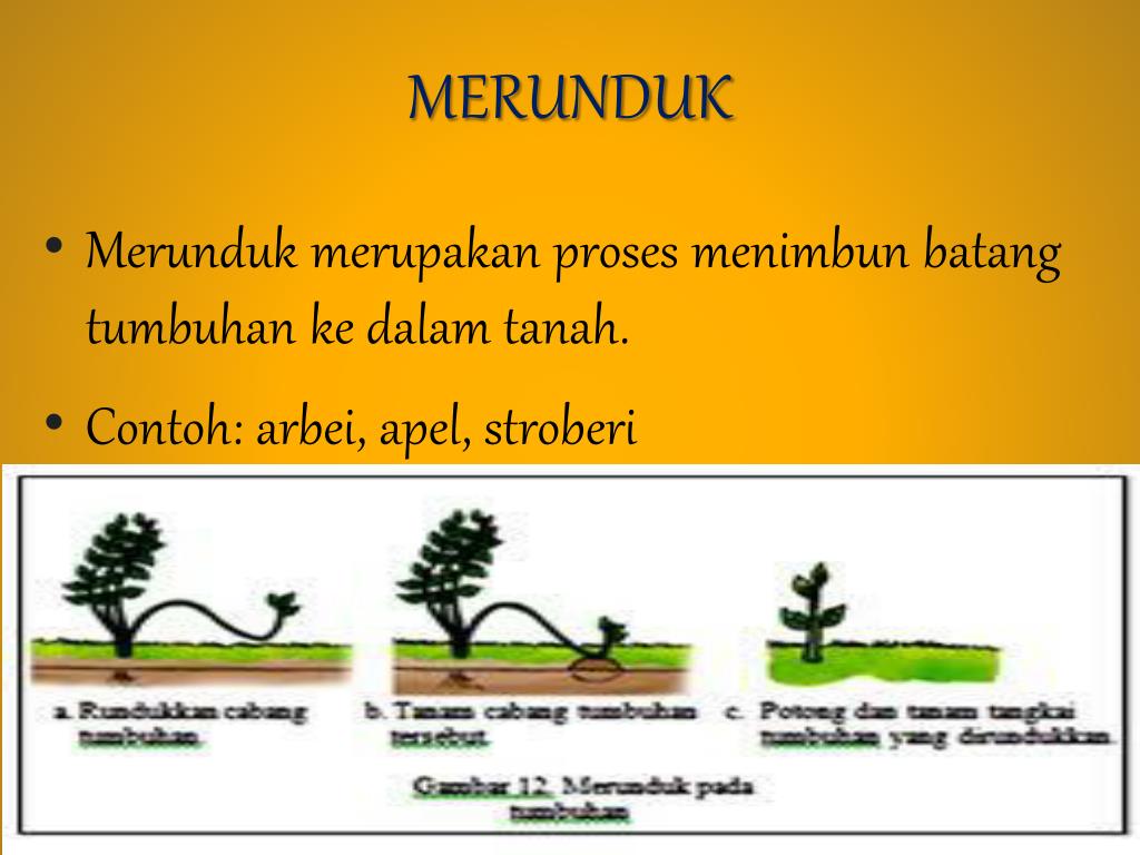 PPT Perkembangbiakan Tumbuha n PowerPoint Presentation 