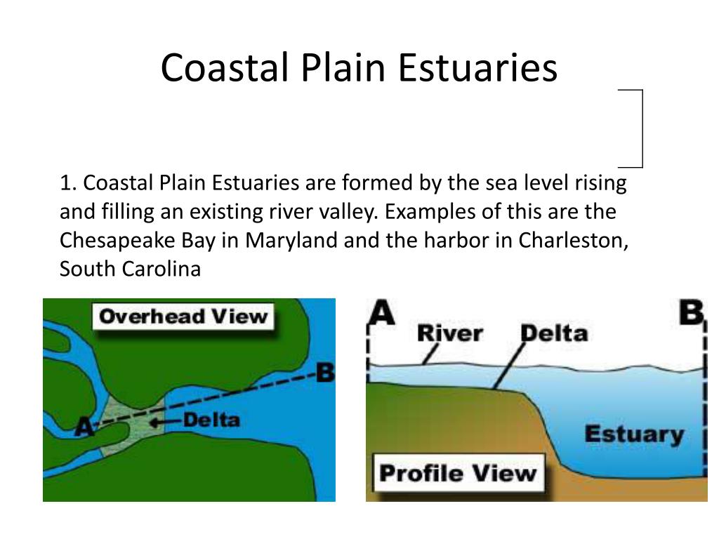 PPT Estuarine Dynamics. PowerPoint Presentation, free download ID