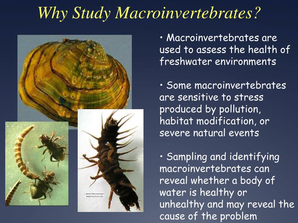 PPT - Biology & Ecology of SE MN Karst Region Streams Macroinvertebrate ...
