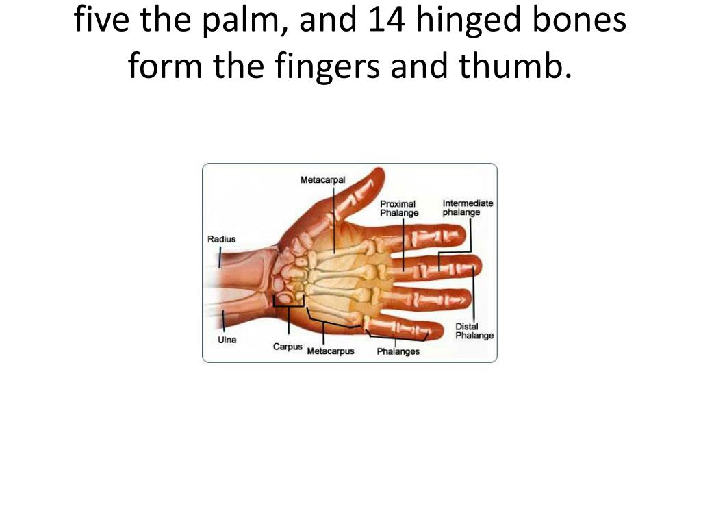 The bones form
