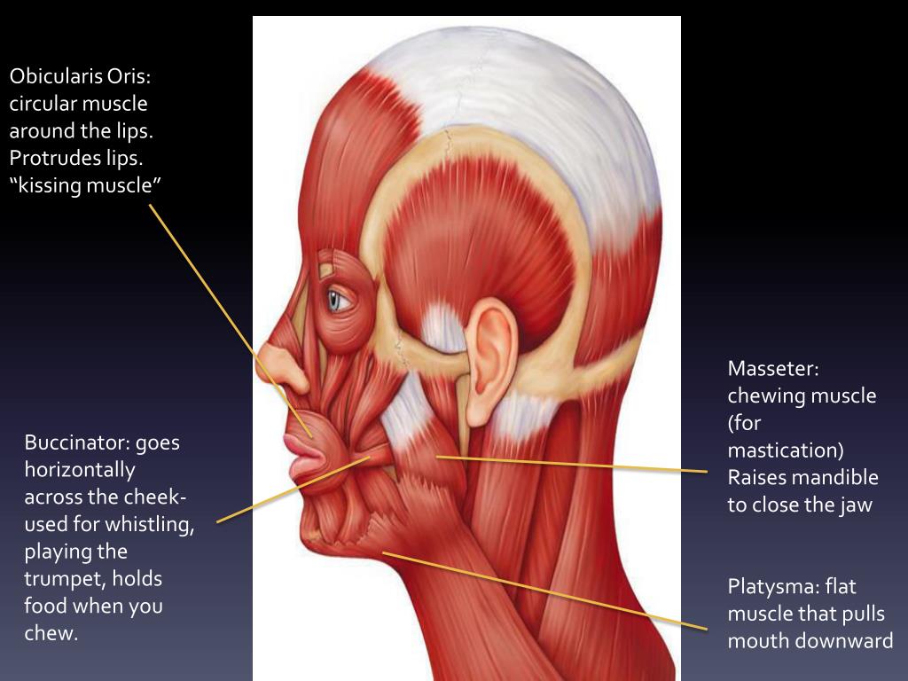 Ppt Muscles Of The Head And Neck Powerpoint Presentation Free Download