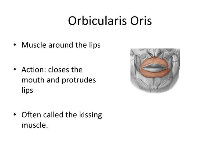 PPT - Facial Muscles PowerPoint Presentation - ID:2036131