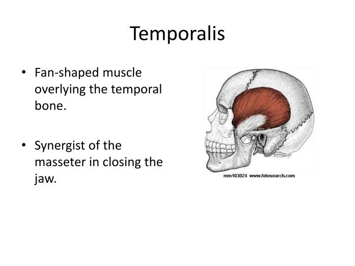 PPT - Facial Muscles PowerPoint Presentation - ID:2036131