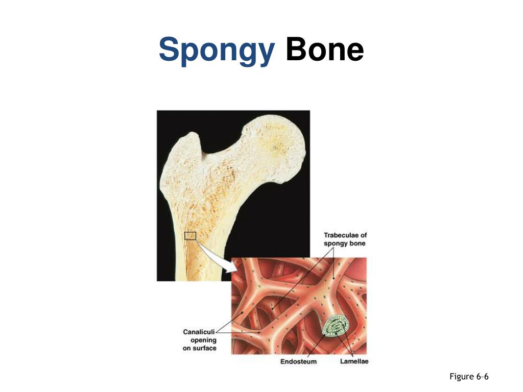 PPT - Osseous Tissue and Bone Structure PowerPoint Presentation - ID
