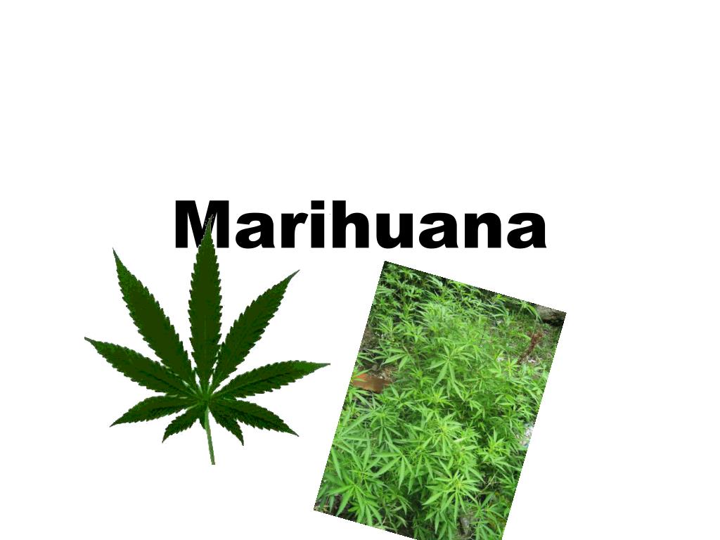 Leche de marihuanas