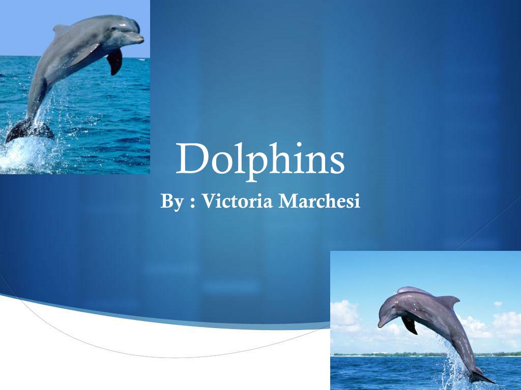 PPT - Dolphins PowerPoint Presentation, free download - ID:2037654