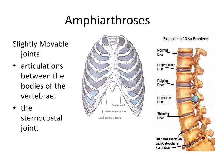 movable joints movable joints