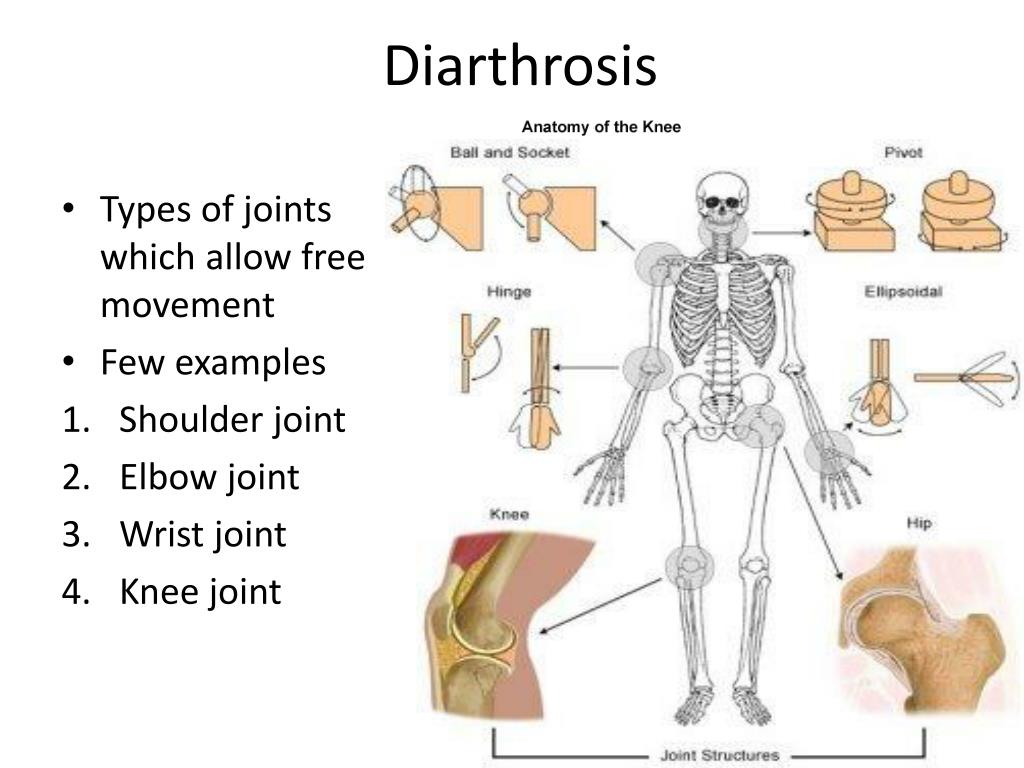 PPT Joints Or Articulations PowerPoint Presentation Free Download ppt-joints-or-articulations-powerpoint-presentation-free-download