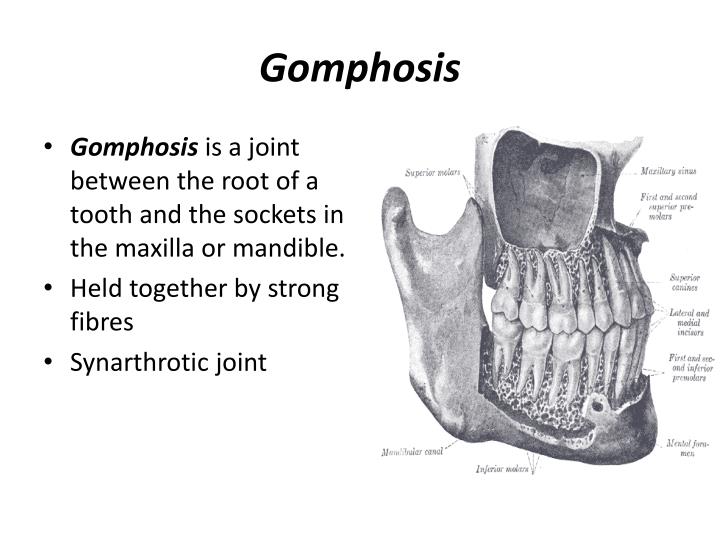 PPT Joints or Articulations PowerPoint Presentation ID2038133