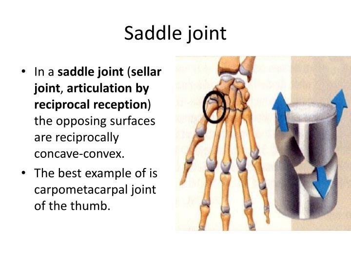 PPT Joints or Articulations PowerPoint Presentation ID2038133