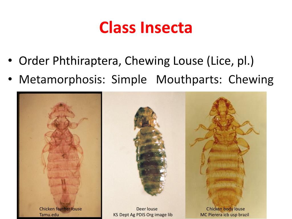 PPT - 110 COMMON ARTHROPODS OF NEW MEXICO FOR FFA STUDENTS Pt. 3 ...