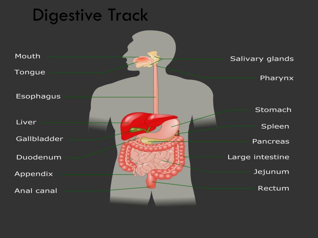 PPT - Digestive System PowerPoint Presentation, free download - ID:2039336