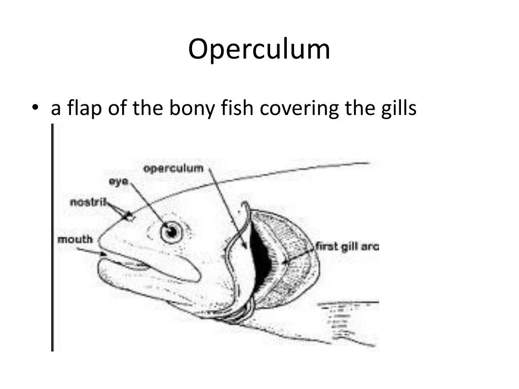 PPT Fish Designs PowerPoint Presentation Free Download ID 2039577 ppt-fish-designs-powerpoint-presentation-free-download-id-2039577