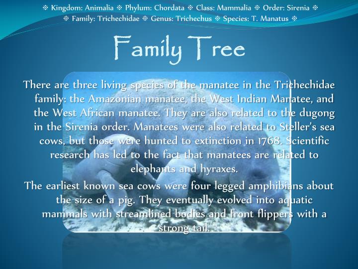 PPT West Indian Manatee PowerPoint Presentation ID 2040227 ppt-west-indian-manatee-powerpoint-presentation-id-2040227